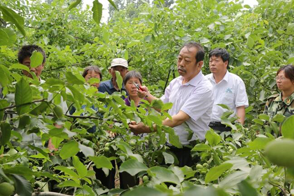 图为李保国在田间为田舍解说核桃栽培实用技术。